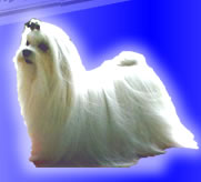 ABBRA CADABBRA