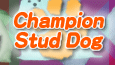 Champion & Stud Dog �}���`�[�Y